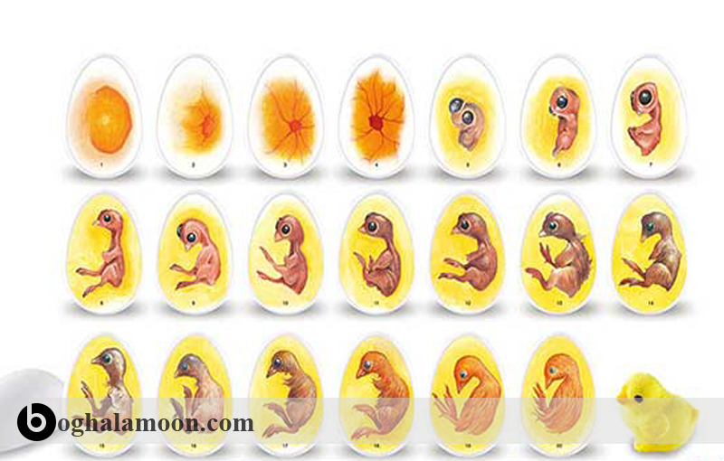 دانلود مقاله انگلیسی راهنمای مراحل جنین شناسی قلب جوجه با ترجمه فارسی